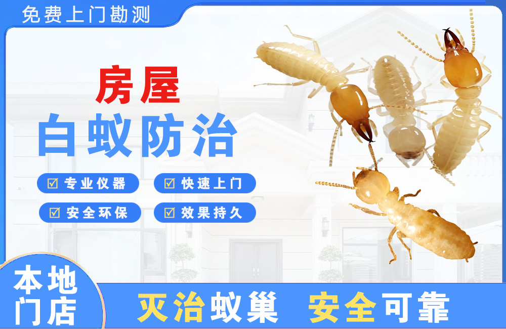 盐城房屋白蚁防治